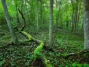 dark-forest-scene-full-of-moss-latvia