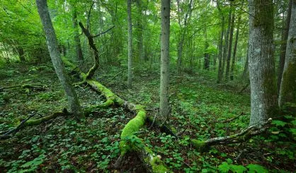 dark-forest-scene-full-of-moss-latvia