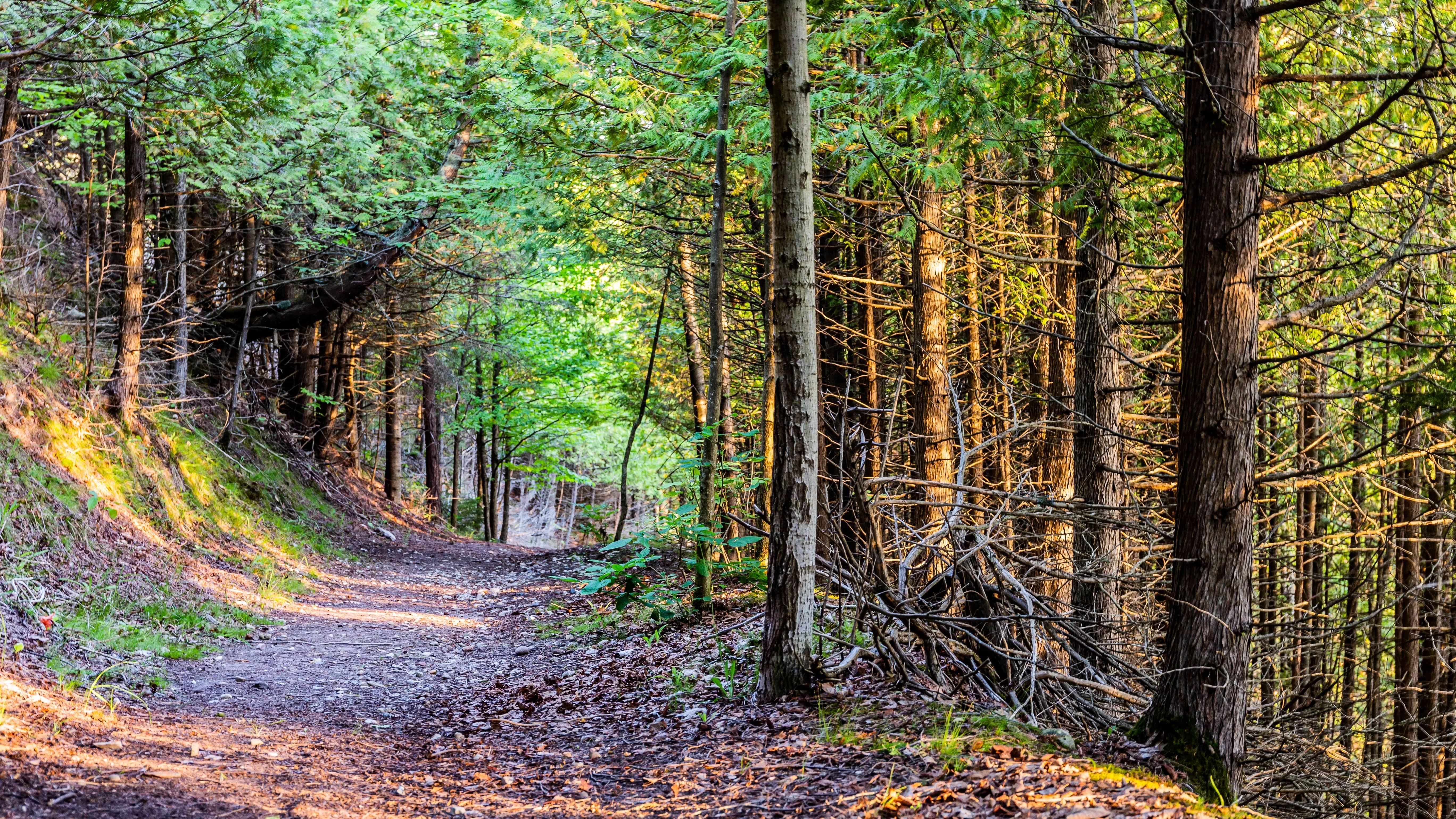 sunny-wooded-trail-in-northern-michigan