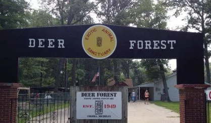 deerforest