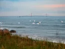 mackinac-bridge-and-swans