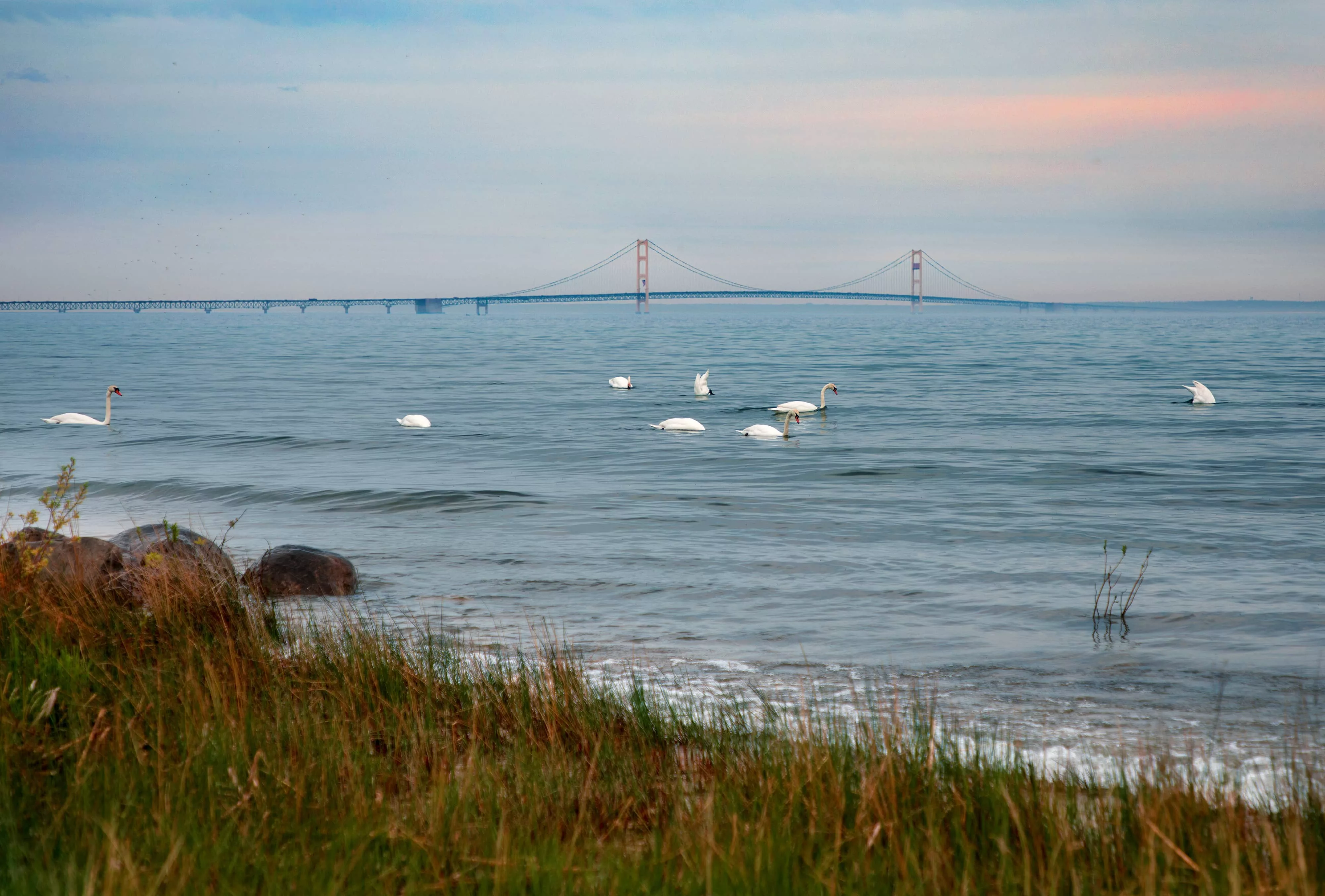 mackinac-bridge-and-swans