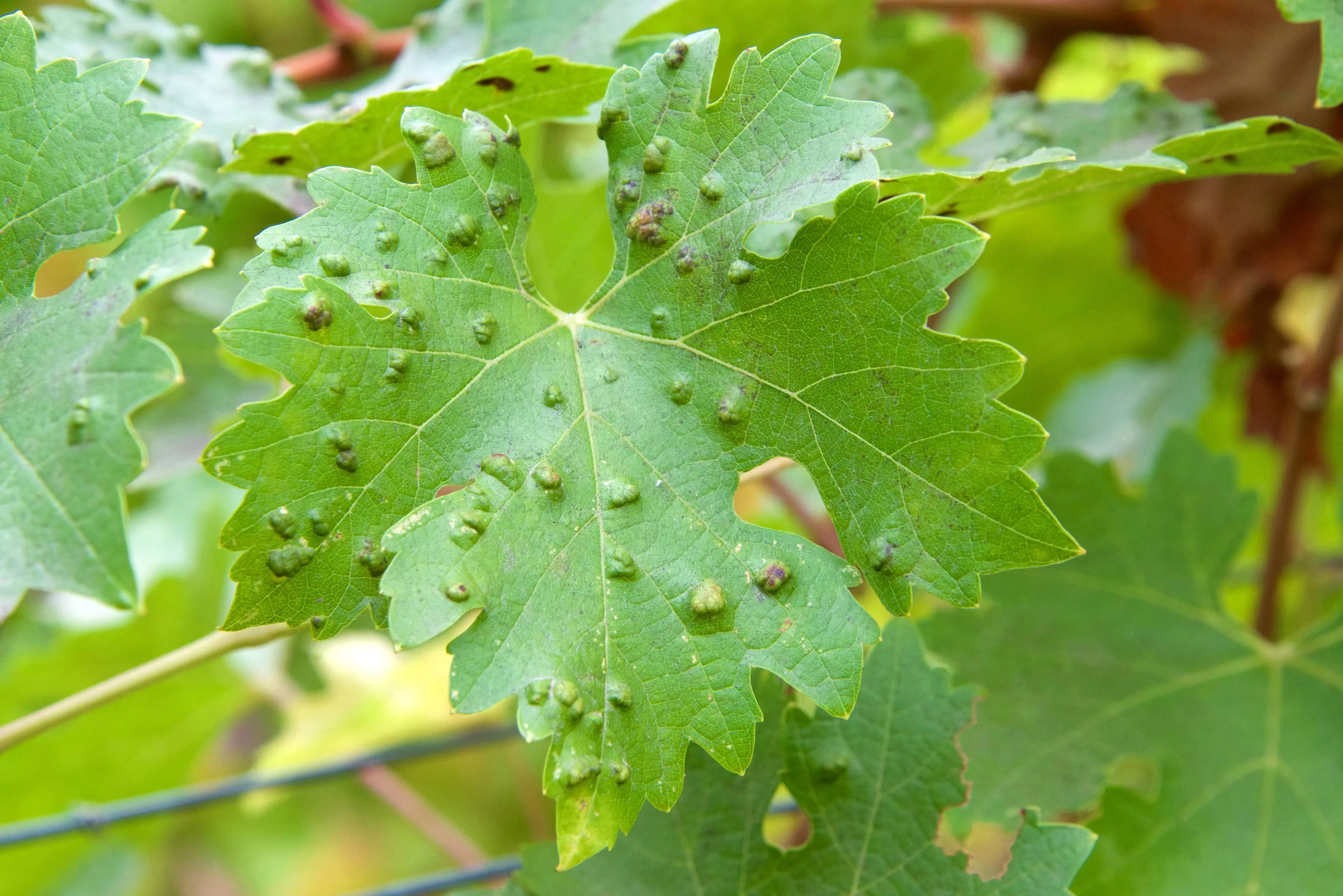 leaf-galls-look-like-warts-on-grape-leaves-caused-by-a-parasite