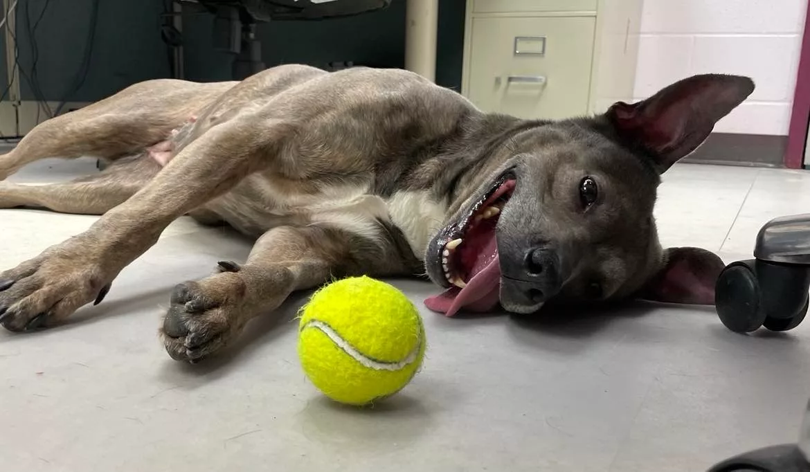 doggo-2
