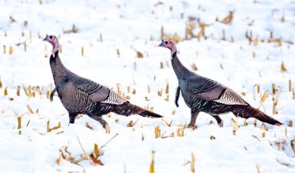 Conservationists: Recovering America's Wildlife Act Critical to Save Species - Vimarsana News