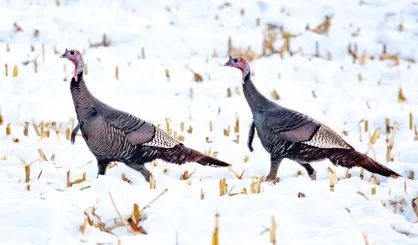 wildturkeys