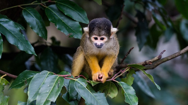12 monkeys still missing as suspect arrested in theft from Louisiana zoo - Vimarsana News
