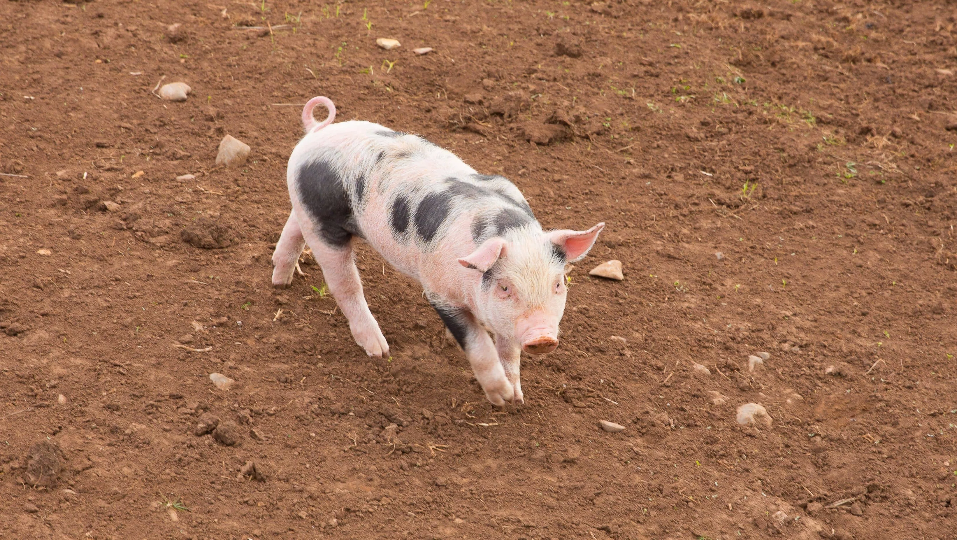 young-piglet-with-black-spots