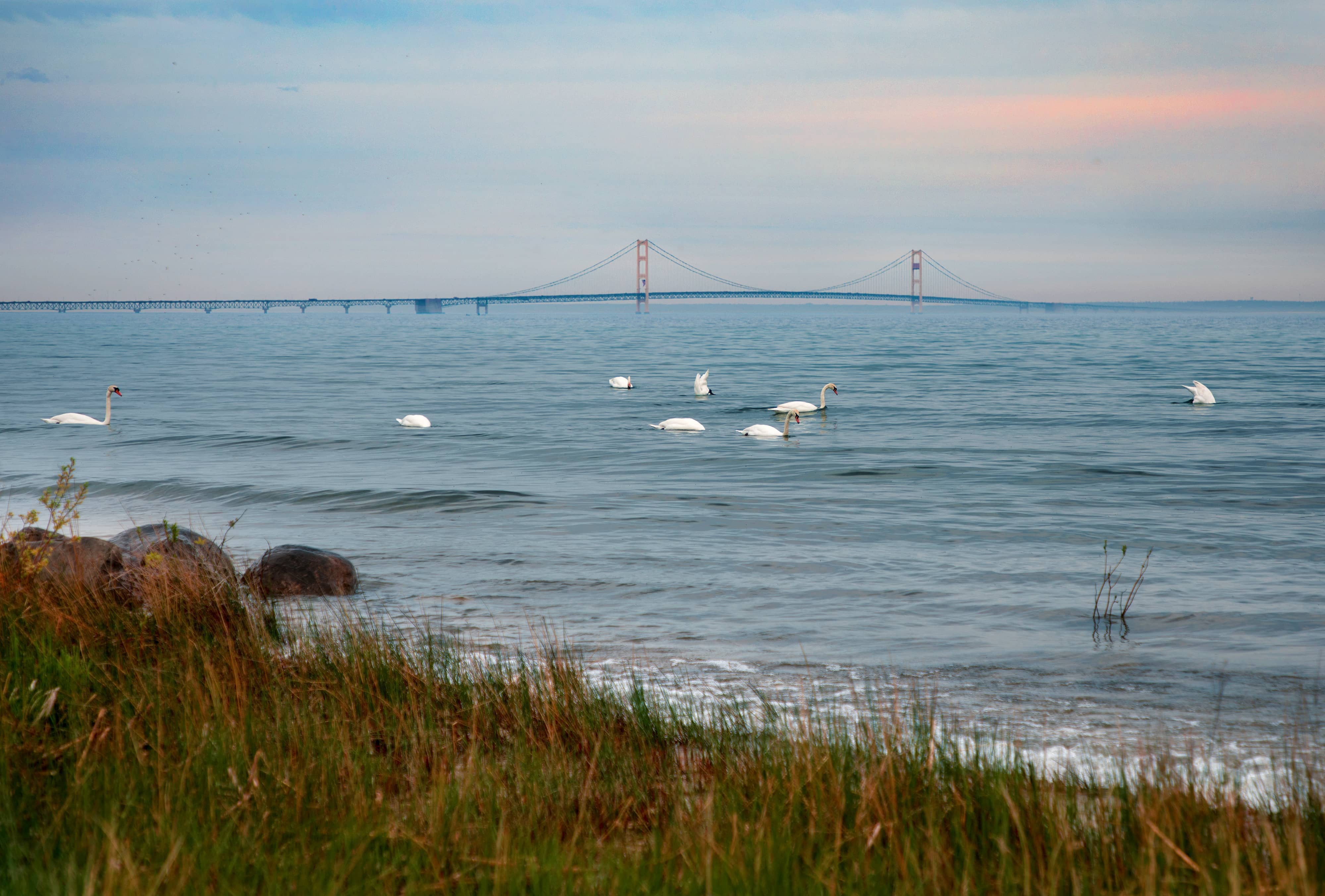 mackinac-bridge-and-swans-2