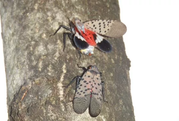 spottedlanternfly2