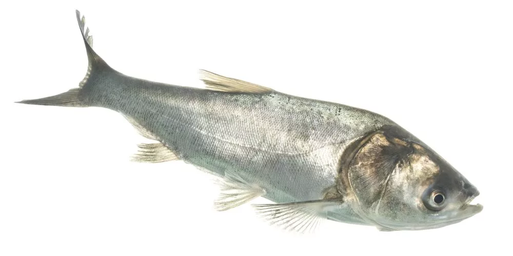 silver-carp