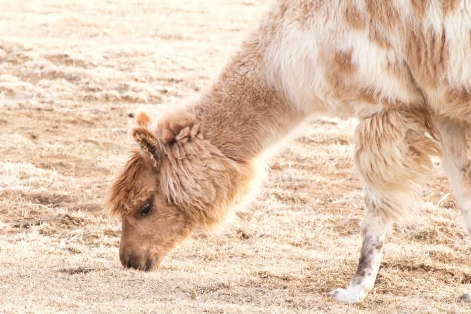 llama-appaloosa-animal-sbi-300366614