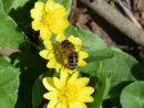bee-on-a-flower-violet-2