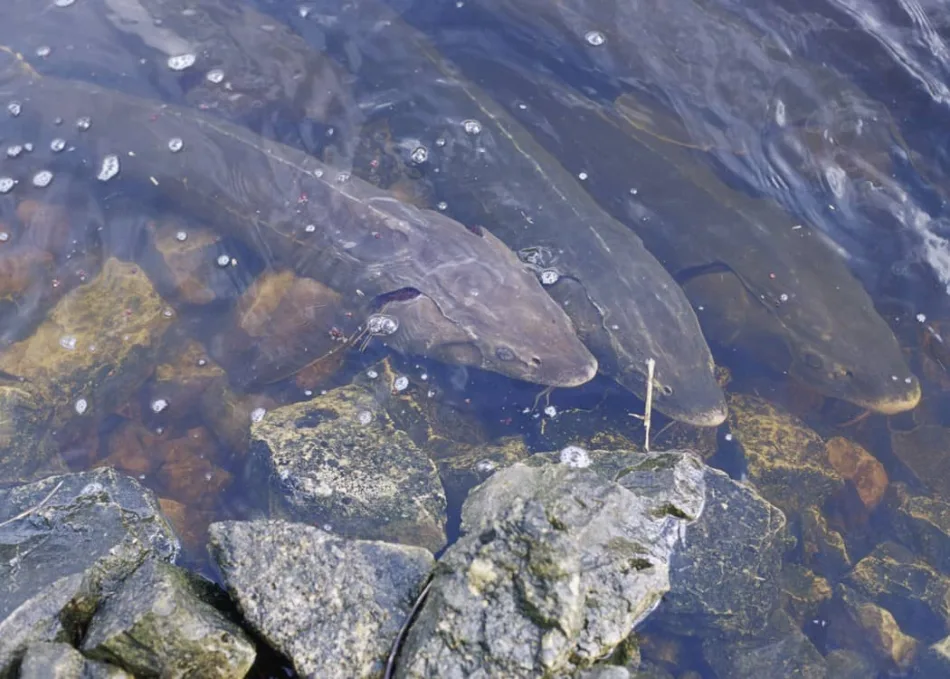 rslake-sturgeon-usfws-fpwc