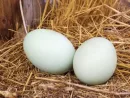 eggs-safe-2332