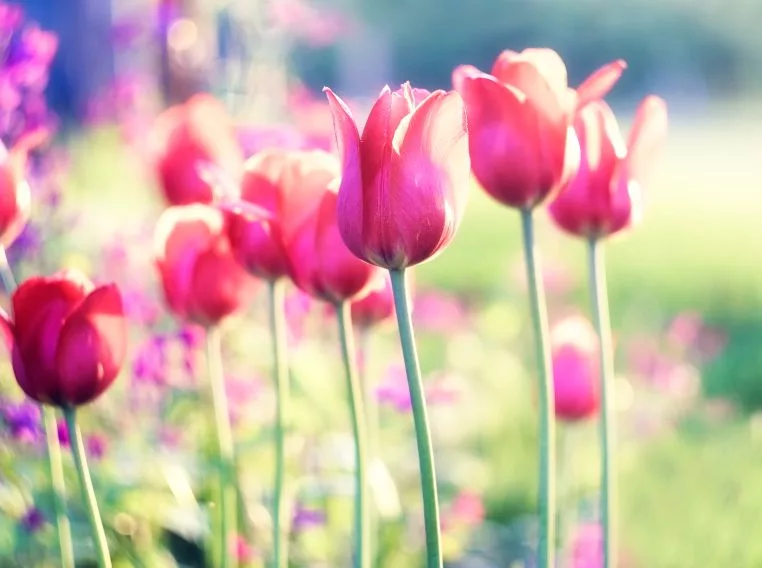 red-tulips-at-springtime