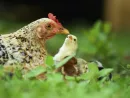 closeup-of-a-mother-chicken-with-its-baby-chicks-in-grass