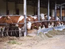 cows-in-a-farm-cowshed