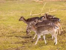 fallow-deers-flock