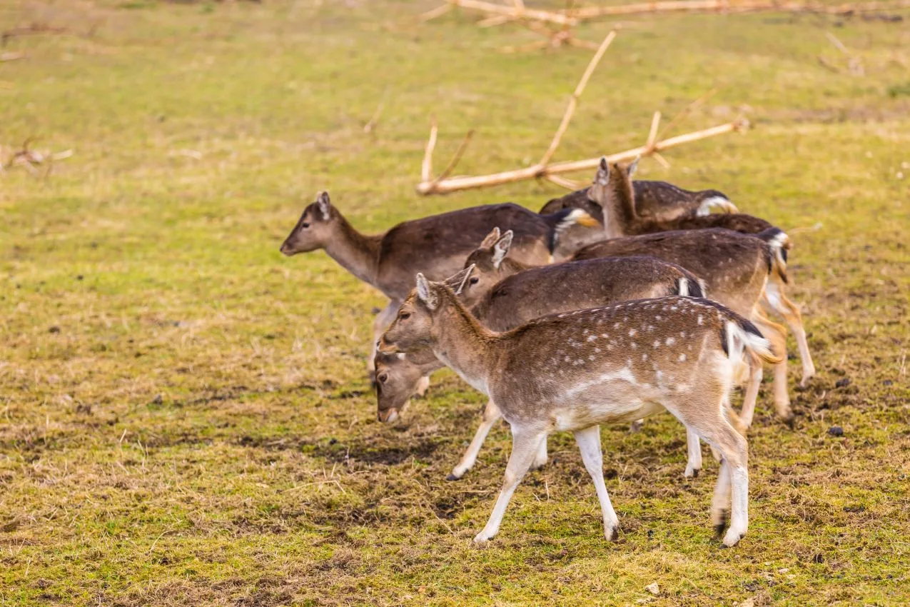 fallow-deers-flock