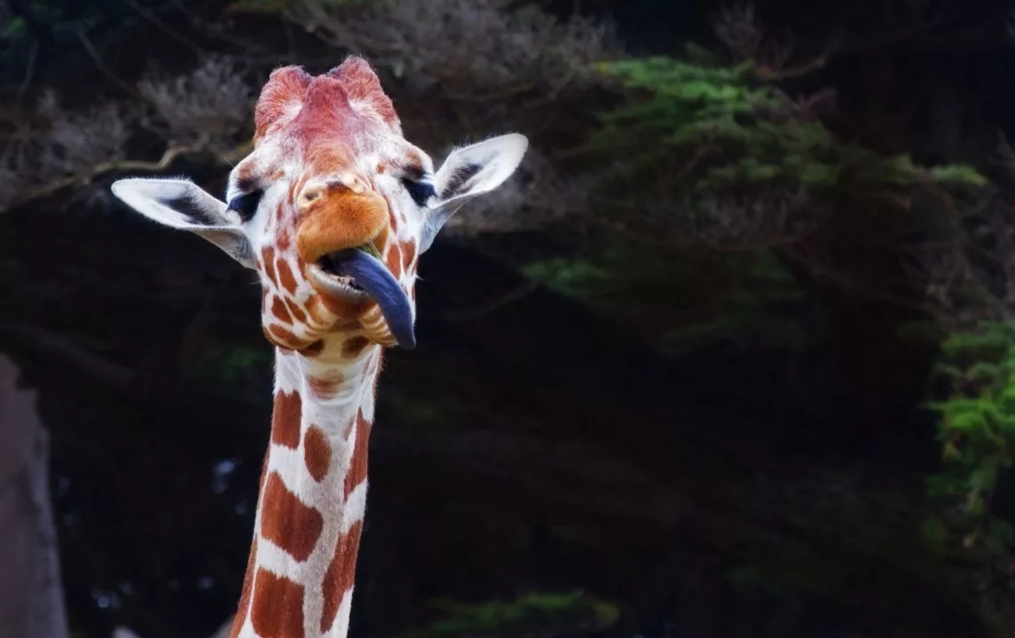 funny-giraffe