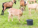 goat-on-pasture-animals-on-farm