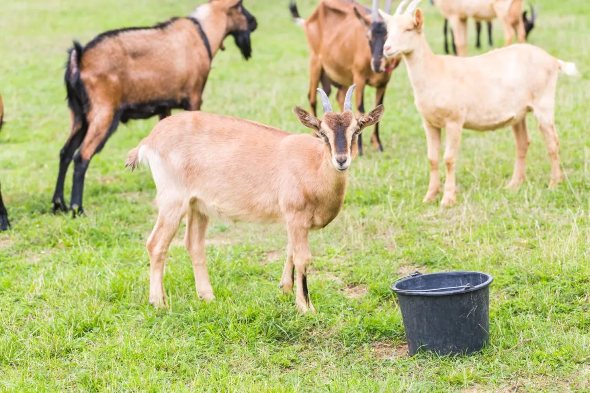 goat-on-pasture-animals-on-farm