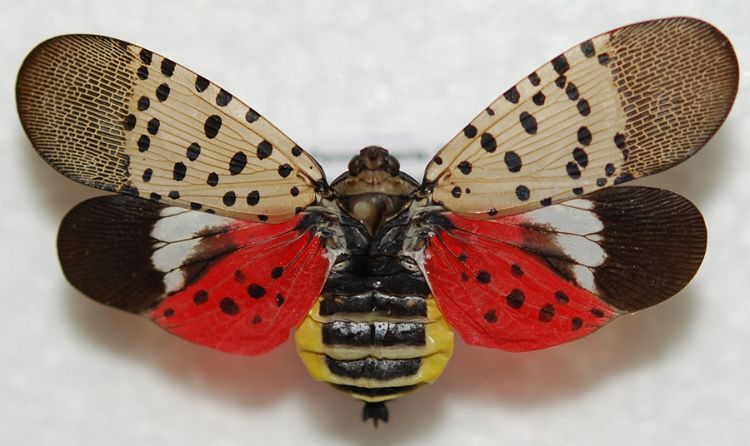 Invasive spotted lanternfly found in Berrien County