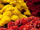 colorful-chrysanthemum-flowers