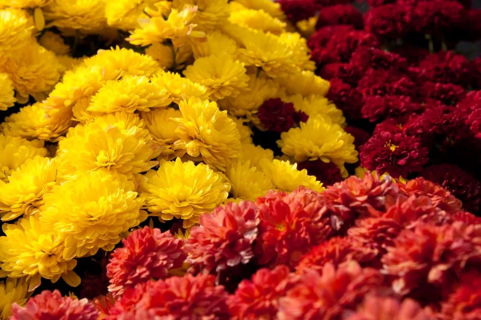 colorful-chrysanthemum-flowers