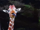 funny-giraffe-2