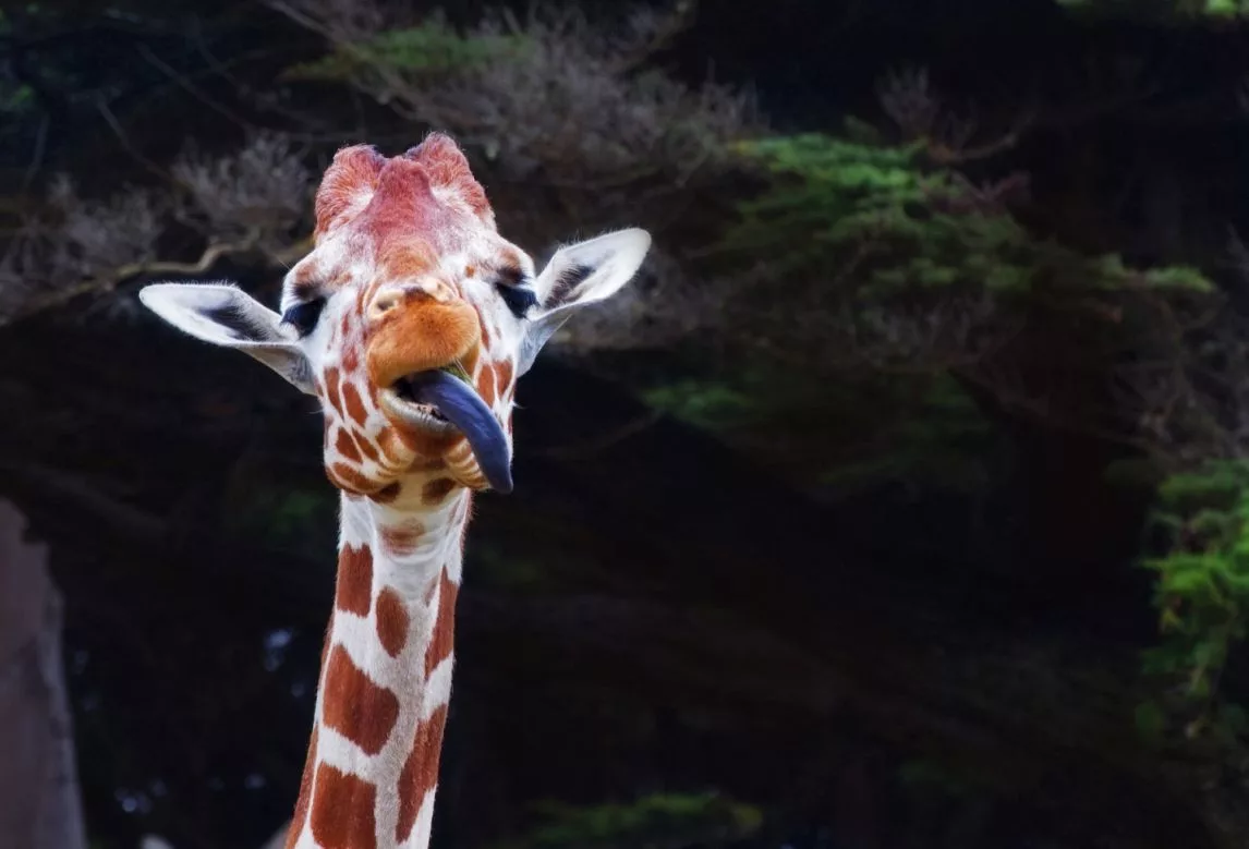 funny-giraffe-2