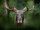 detail-portrait-of-elk-moose-moose-north-america-or-eurasian-elk-eurasia-alces-alces-in-the-dark-forest-during-rainy-day-beautiful-animal-in-the-nature-habitat-wildlife-scene-from-sweden