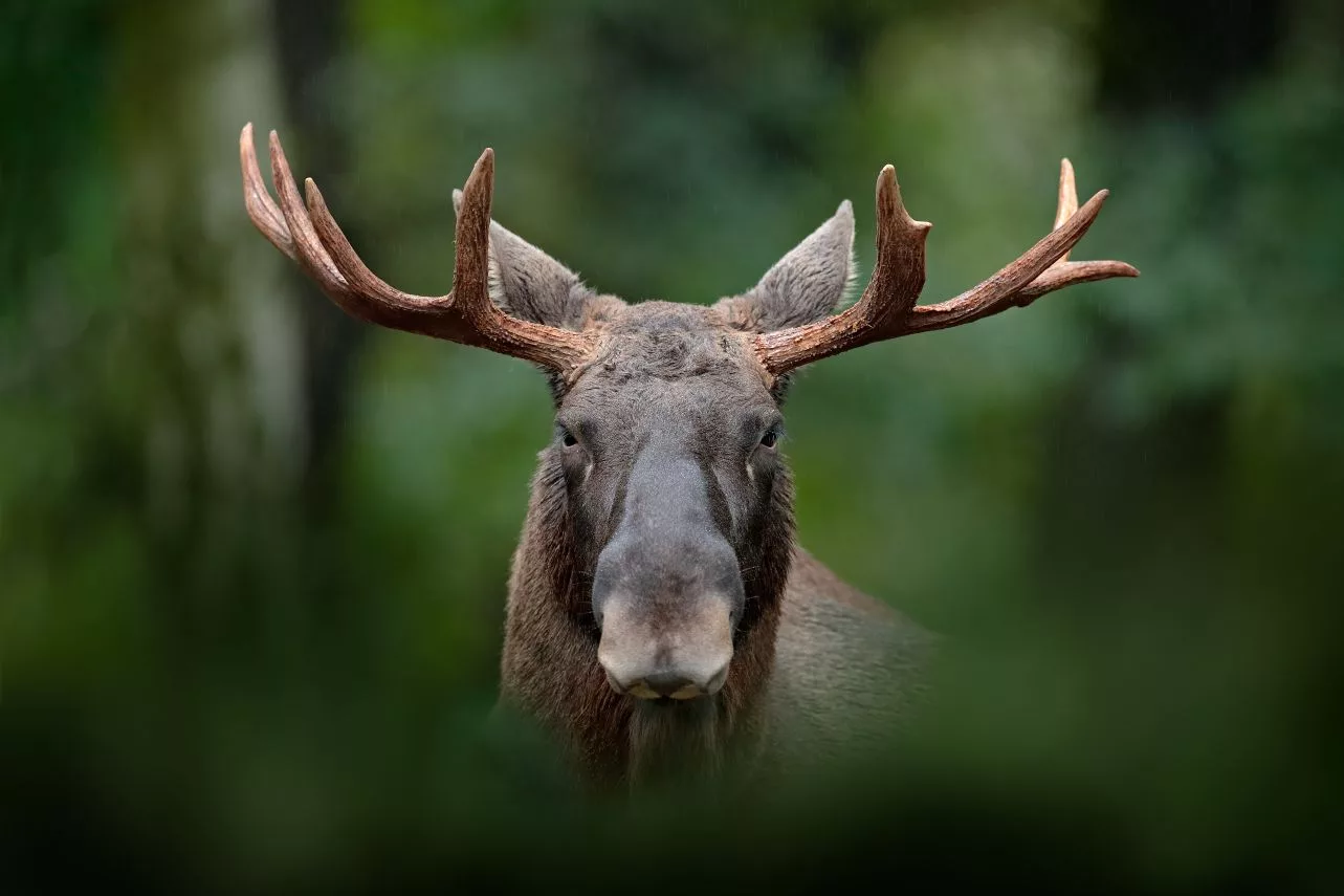 detail-portrait-of-elk-moose-moose-north-america-or-eurasian-elk-eurasia-alces-alces-in-the-dark-forest-during-rainy-day-beautiful-animal-in-the-nature-habitat-wildlife-scene-from-sweden