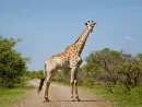 getty_112124_giraffestock280685