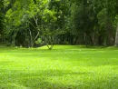 garden-green-grass-2