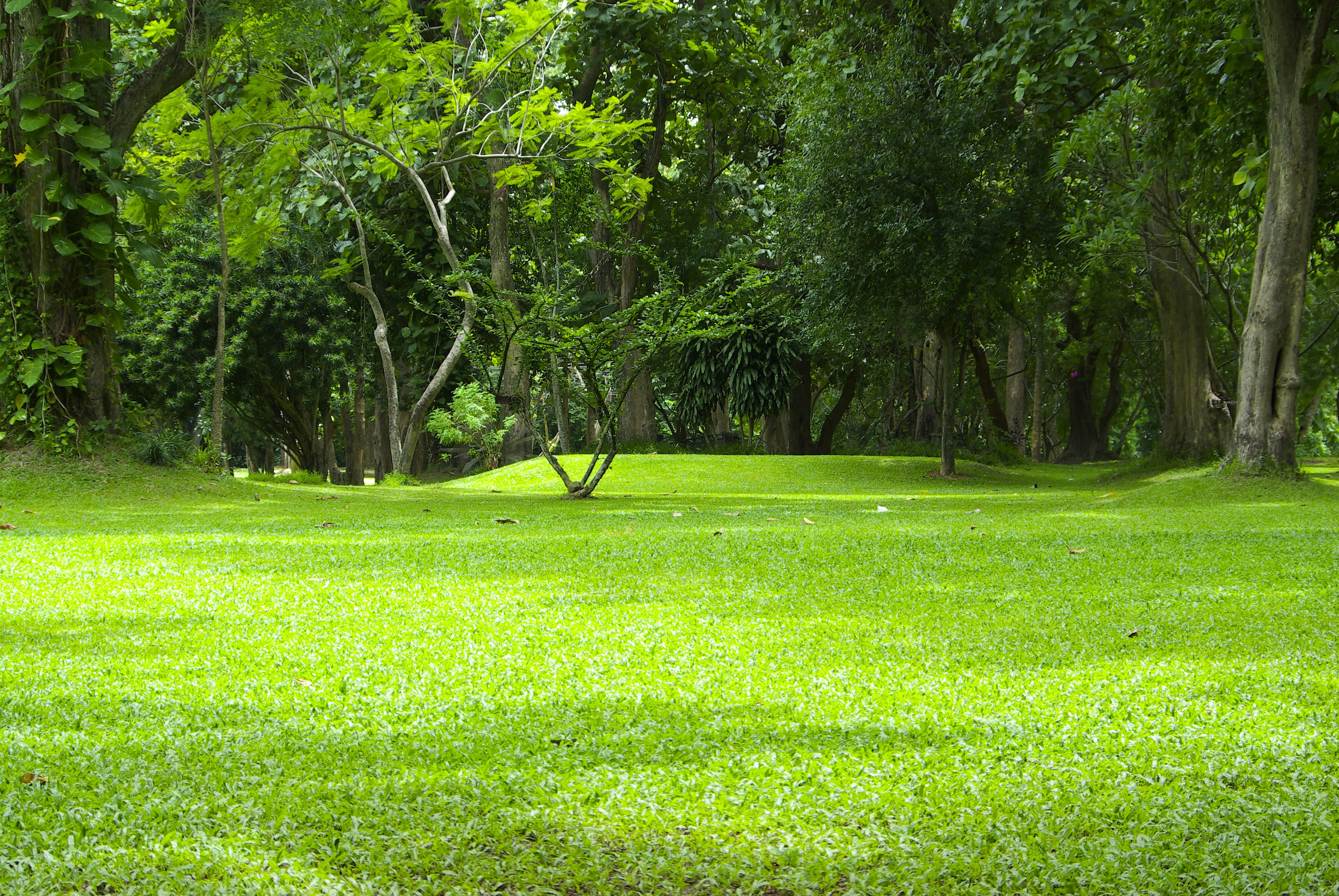 garden-green-grass-2