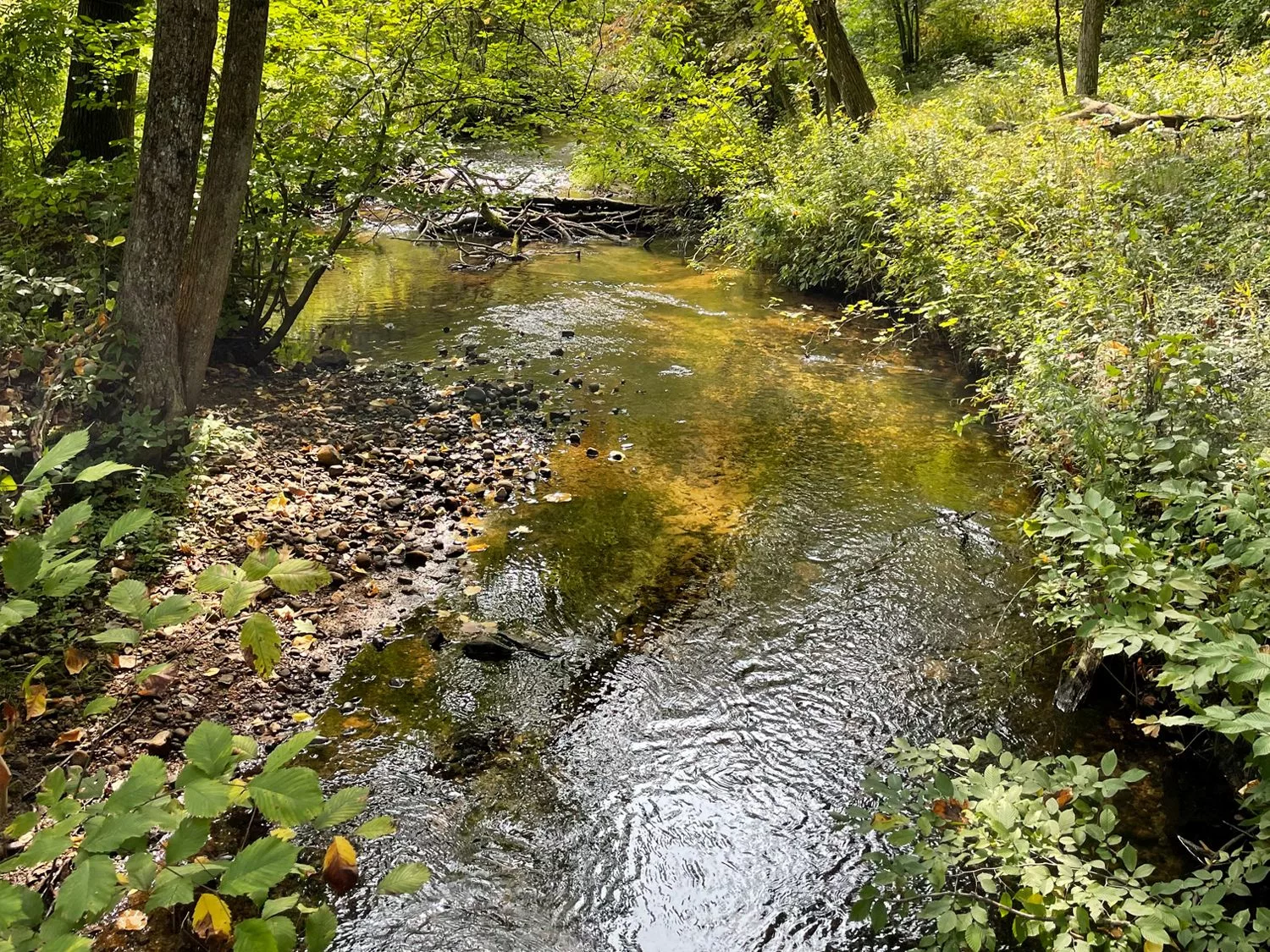 swmlc_good-fire-woods_east-branch-paw-paw-river