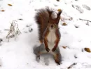 squirrel