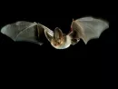 bat20photo20ar452628