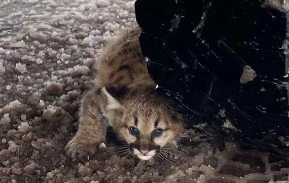 baby-cougar