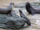 g_sealion_032625438333