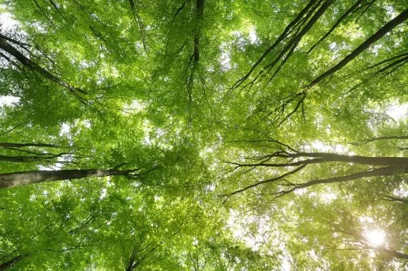 a-beech-tree-forest-in-germany
