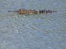 g_alligator_050725511760