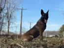 sitka