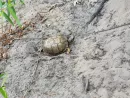 turtle-safe