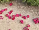 efgfggdf