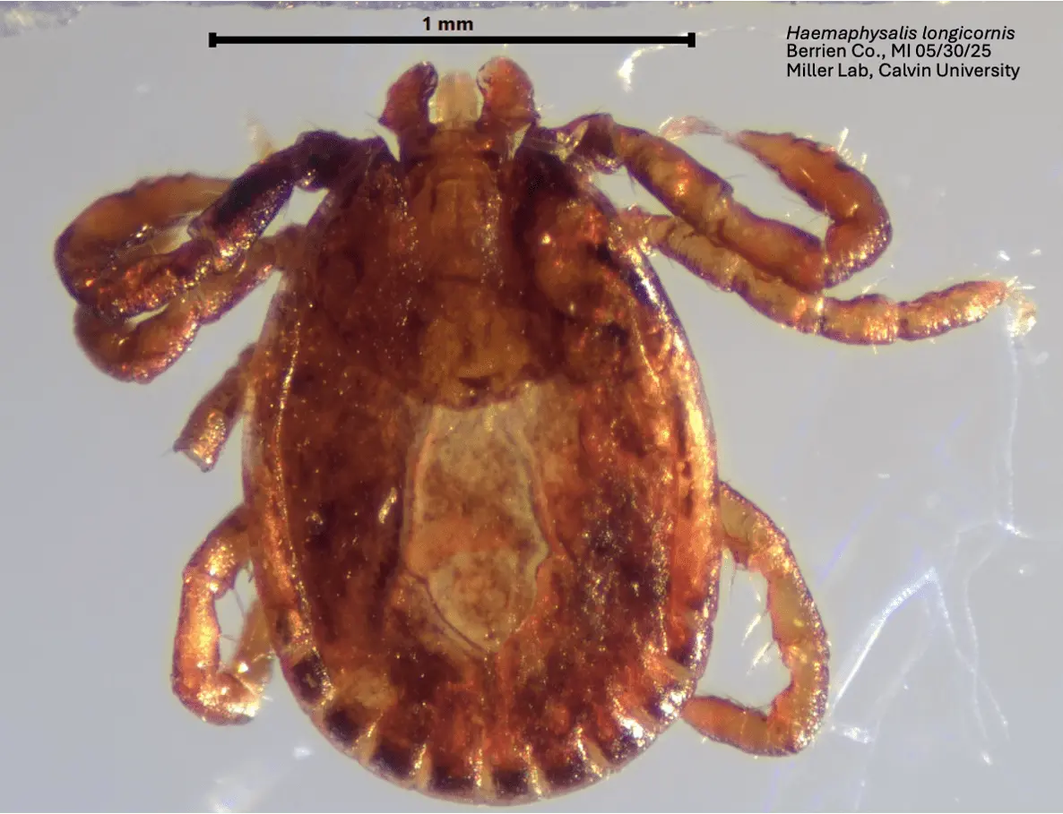 asian-longhorn-tick-1