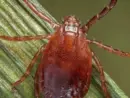 asian-longhorned-tick