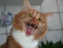 the-cat